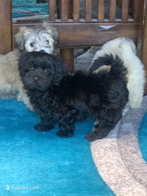 Beanie – Shihpoo puppy for sale in Cisco, TX