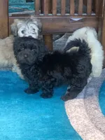 Beanie, a male Shihpoo for sale in Cisco, TX – 4 of 10
