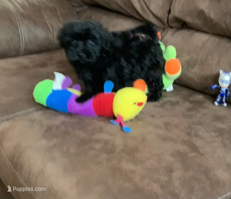 Teddy – Shihpoo puppy for sale in Cisco, TX