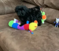 Teddy, a male Shihpoo for sale in Cisco, TX – 1 of 9