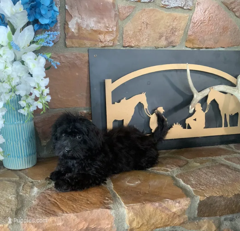 Beanie – Shihpoo puppy for sale in Cisco, TX