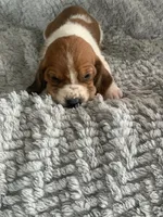 Thelma, a female Basset Hound for sale in Cisco, TX – 2 of 4