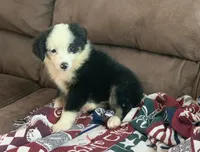 Utah, a male Toy Australian Shepherd for sale in Cisco, TX – 2 of 8
