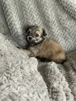 Muffin , a female Shihpoo for sale in Cisco, TX – 3 of 4