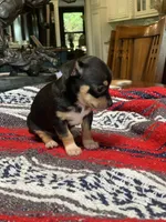 Zoey, a female Chihuahua for sale in Cisco, TX – 3 of 3