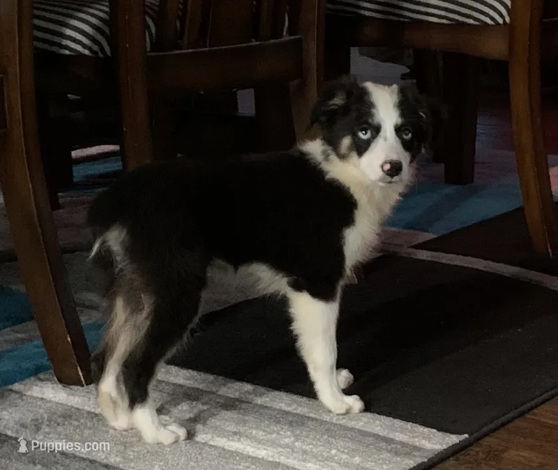 Georgia – Toy Australian Shepherd puppy for sale in Cisco, TX
