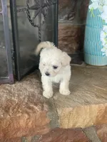 Cookie, a male Shihpoo for sale in Cisco, TX – 8 of 10