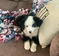 Utah, a male Toy Australian Shepherd for sale in Cisco, TX – 3 of 8