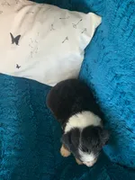 Jersey, a male Toy Australian Shepherd for sale in Cisco, TX – 2 of 3