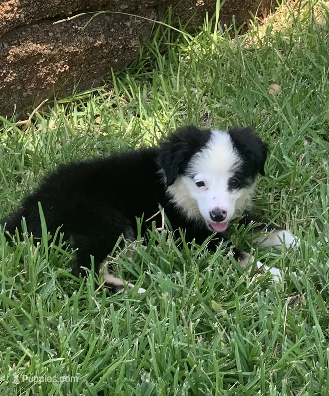 Utah – Toy Australian Shepherd puppy for sale in Cisco, TX