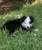 Utah, a male Toy Australian Shepherd for sale in Cisco, TX – 1 of 8