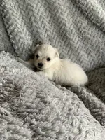 Cookie, a male Shihpoo for sale in Cisco, TX – 2 of 4