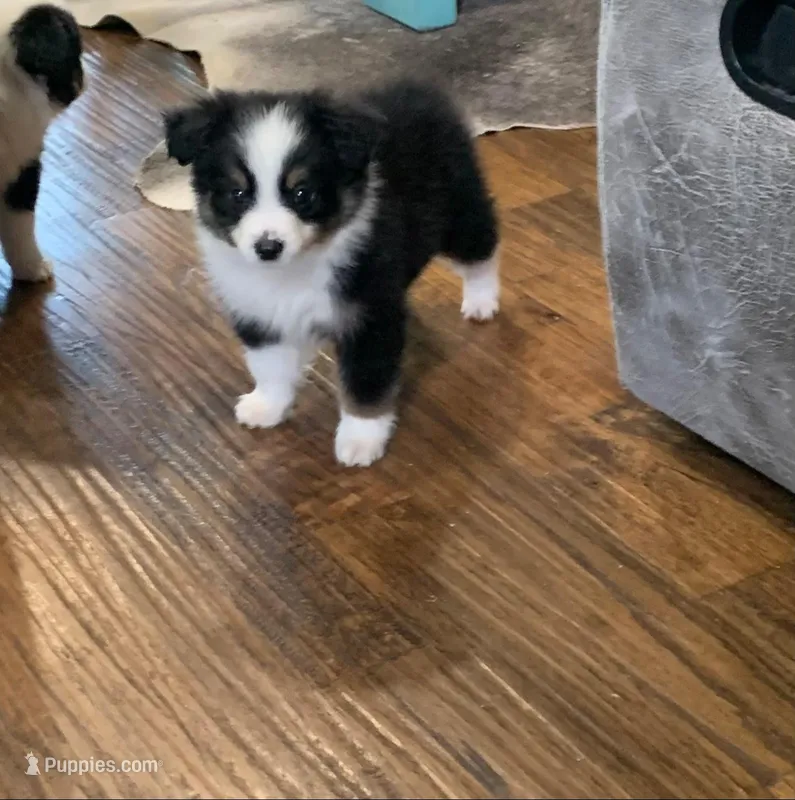Luca – Toy Australian Shepherd puppy for sale in Cisco, TX
