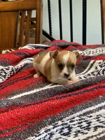 Ace, a male Chihuahua for sale in Cisco, TX – 2 of 3