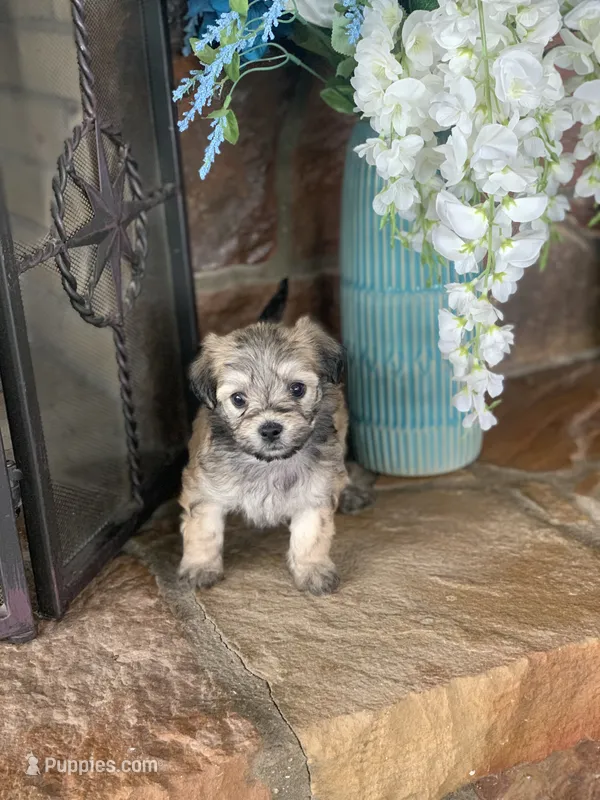 Muffin  – Shihpoo puppy for sale in Cisco, TX
