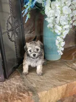 Muffin , a female Shihpoo for sale in Cisco, TX – 7 of 10