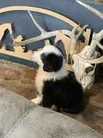 Utah, a male Toy Australian Shepherd for sale in Cisco, TX – 5 of 8