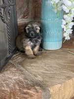 Coco, a male Shihpoo for sale in Cisco, TX – 6 of 10