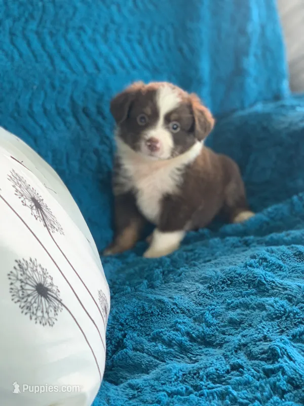 Texas – Toy Australian Shepherd puppy for sale in Cisco, TX