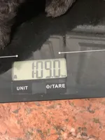 Cookie, a male Shihpoo for sale in Cisco, TX – 3 of 4
