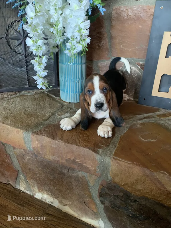 Barb – Basset Hound puppy for sale in Cisco, TX
