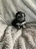 Boba, a male Shihpoo for sale in Cisco, TX – 3 of 4