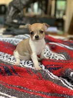Mia, a female Chihuahua for sale in Cisco, TX – 2 of 3