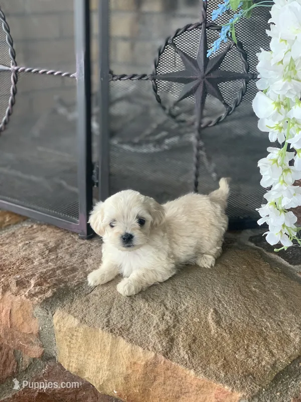 Cookie – Shihpoo puppy for sale in Cisco, TX