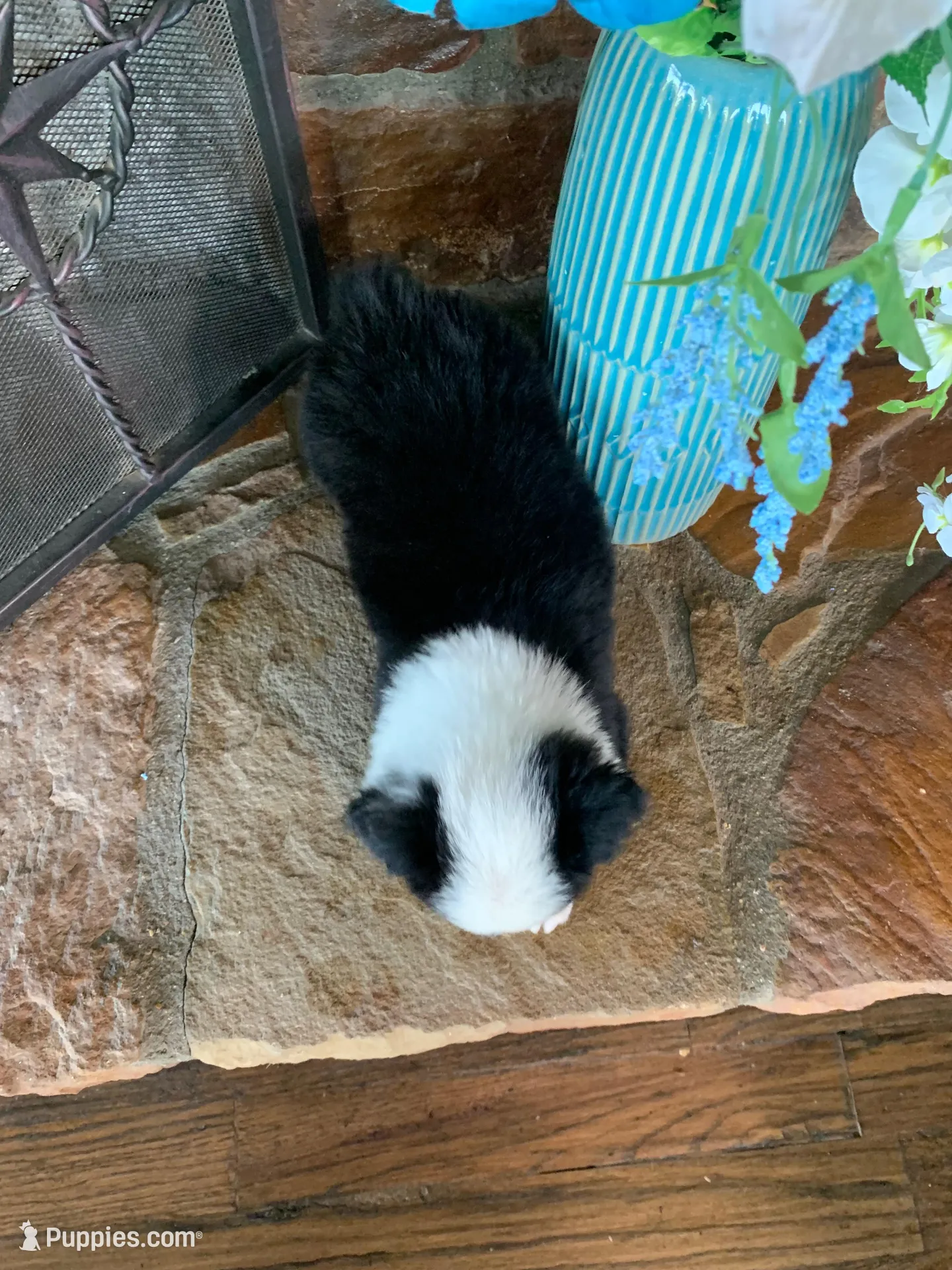 Daisy, a female Toy Australian Shepherd for sale in Cisco, TX – 5 of 7