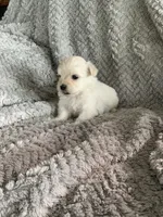 Nugget, a male Shihpoo for sale in Cisco, TX – 3 of 4