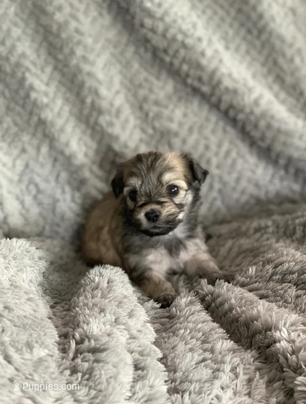 Muffin  – Shihpoo puppy for sale in Cisco, TX
