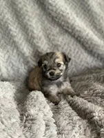Muffin , a female Shihpoo for sale in Cisco, TX – 1 of 4