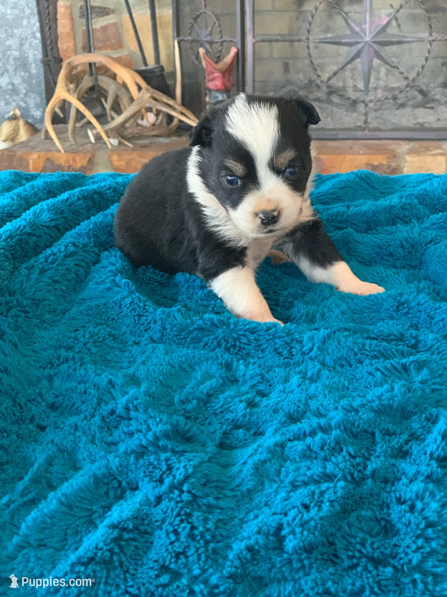 Banjo, a male Toy Australian Shepherd for sale in Cisco, TX – Photo 2 of 7