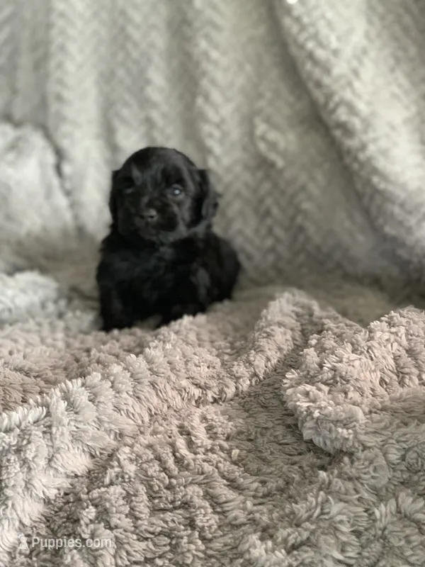 Teddy – Shihpoo puppy for sale in Cisco, TX