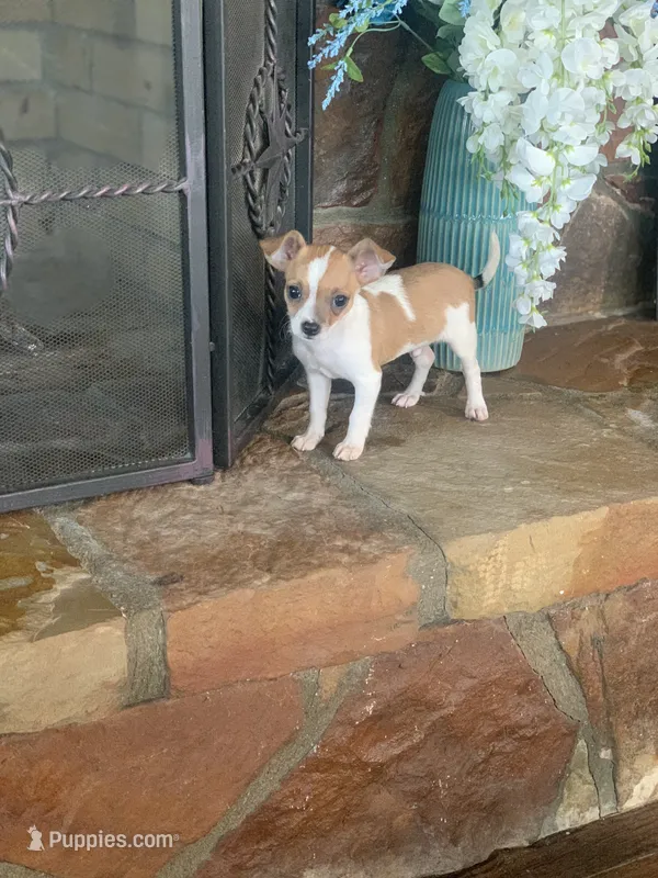 Ace – Chihuahua puppy for sale in Cisco, TX