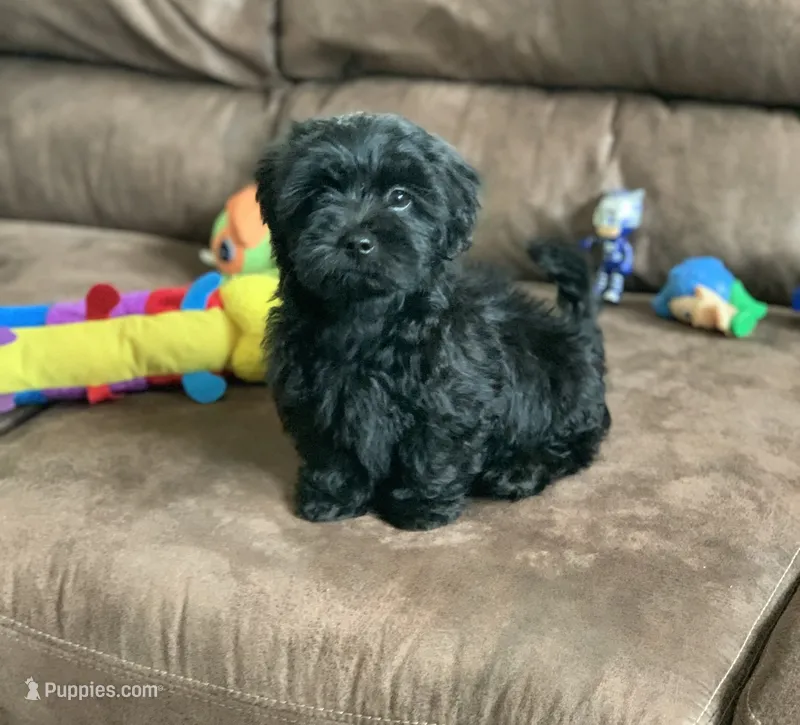 Beanie – Shihpoo puppy for sale in Cisco, TX