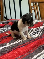Milo, a male Chihuahua for sale in Cisco, TX – 2 of 3