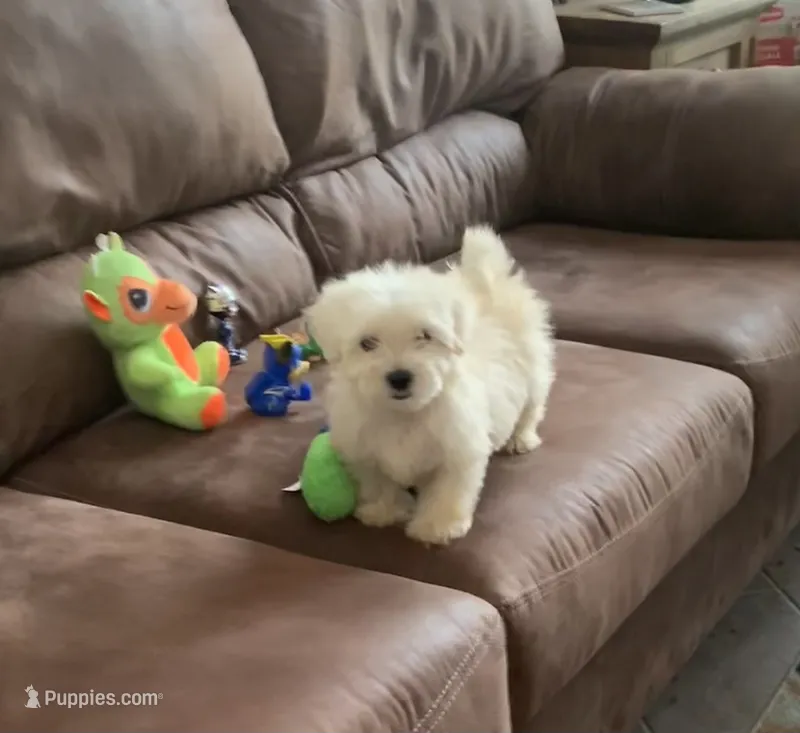 Nugget – Shihpoo puppy for sale in Cisco, TX