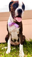 #1, a female Boxer for sale in Grand Prairie, TX – 2 of 4
