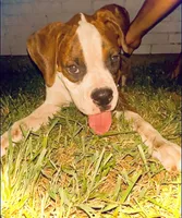 #2, a female Boxer for sale in Grand Prairie, TX – 2 of 8