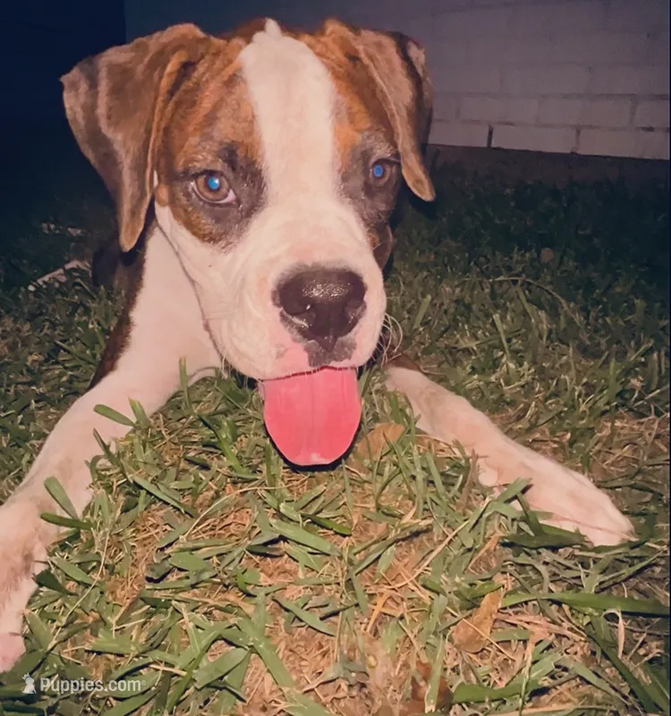 #2 – Boxer puppy for sale in Grand Prairie, TX
