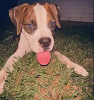 #2, a female Boxer for sale in Grand Prairie, TX – 1 of 8