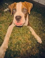 #2, a female Boxer for sale in Grand Prairie, TX – 8 of 8