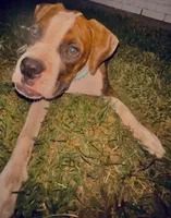 #2, a female Boxer for sale in Grand Prairie, TX – 4 of 8