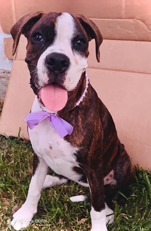 #1 – Boxer puppy for sale in Grand Prairie, TX