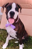 #1, a female Boxer for sale in Grand Prairie, TX – 1 of 4