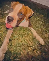 #2, a female Boxer for sale in Grand Prairie, TX – 7 of 8