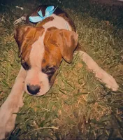 #2, a female Boxer for sale in Grand Prairie, TX – 5 of 8