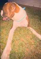#2, a female Boxer for sale in Grand Prairie, TX – 6 of 8