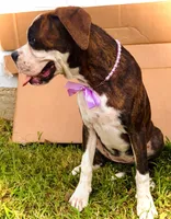 #1, a female Boxer for sale in Grand Prairie, TX – 3 of 4